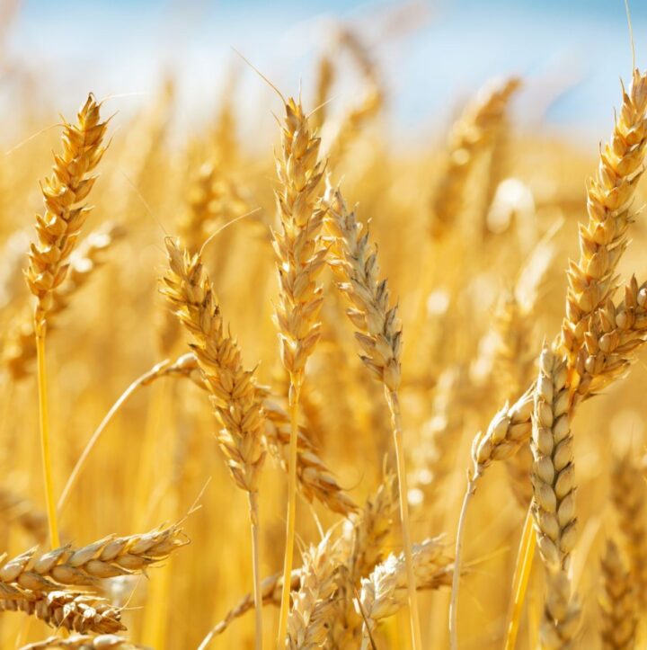 Các thông tin cơ bản cho thấy nguồn cung toàn cầu đang thắt chặt hơn sẽ là yếu tố hỗ trợ cho giá lúa mì
