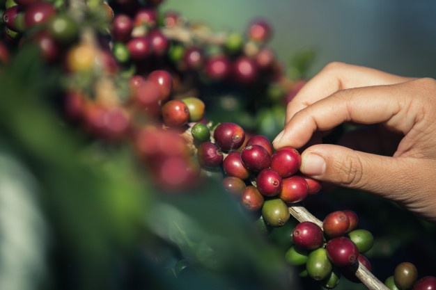 Giá cà phê có thể suy yếu trong phiên cuối tuần trước lo ngại về lạm phát gia tăng