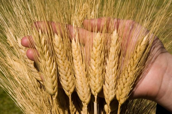 Giá lúa mì có thể tiếp tục duy trì đà tăng trước phiên nghỉ lễ trước lo ngại về nguồn cung